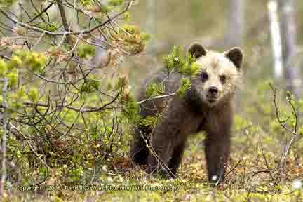 Small bear cub peeking around bush - Finland